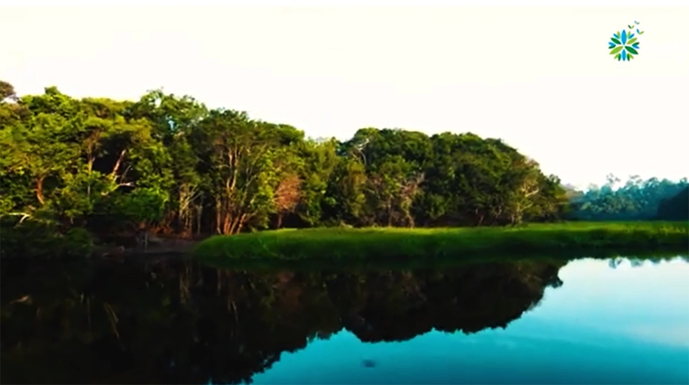 Cagar Biosfer Giam Siak Kecil Foto Tangkap Layar Youtube Yayasan Arsari Djojohadikusumo (4)